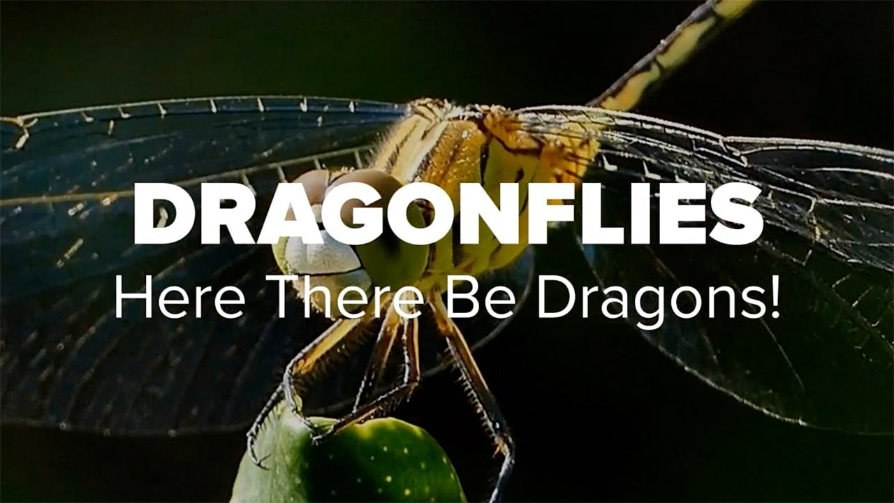 the dragonfly rhino for mac tutorial